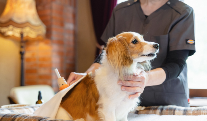 愛犬ファーストの設備と 専門スタッフによるサポート